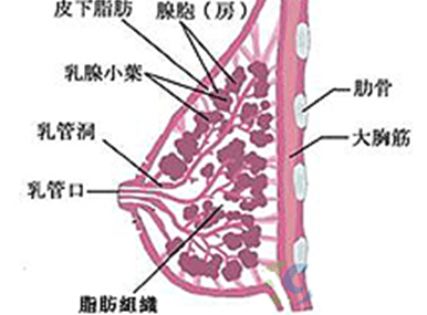 乳房構造說明圖