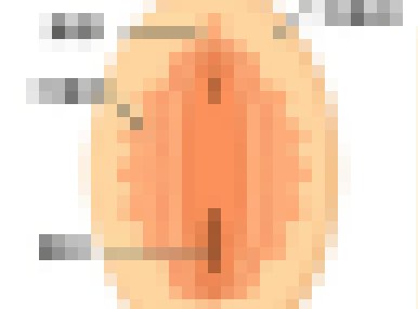 大陰唇在性愛中的作用